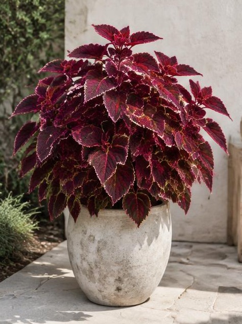 Coleus