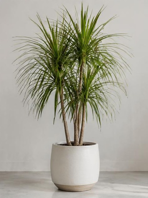 Dracaena