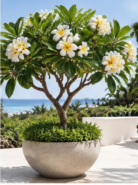 Plumeria