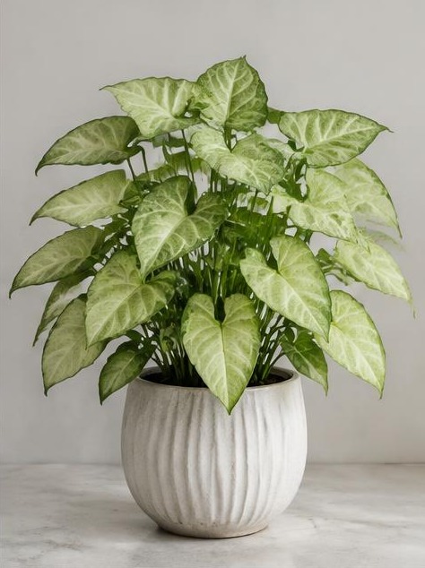 Syngonium